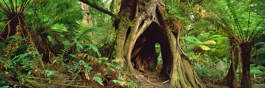 michaelqtodd's tweet photo. As well as being lungs our forests also act as an air conditioner.
The faster we chop and burn down trees the faster we will heat up.
Australia has lost 25% rainforest, 45% of open forest, 32% woodland forest and 30% of mallee forest in just 200 years.
#TreeOfTheDay #LifeTrees https://t.co/K4UyxnZ6gT