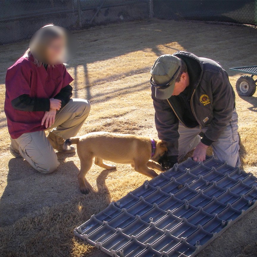 The <a href="/CBP/">CBP</a> Canine Center has a #puppy breeding program that supplies #USBP with service canines. This 2003 initiative is based on a highly successful dog handler program located in Stukenbrock, Germany. Our Future #K9s start training at 4 weeks of age! #HonorFirst