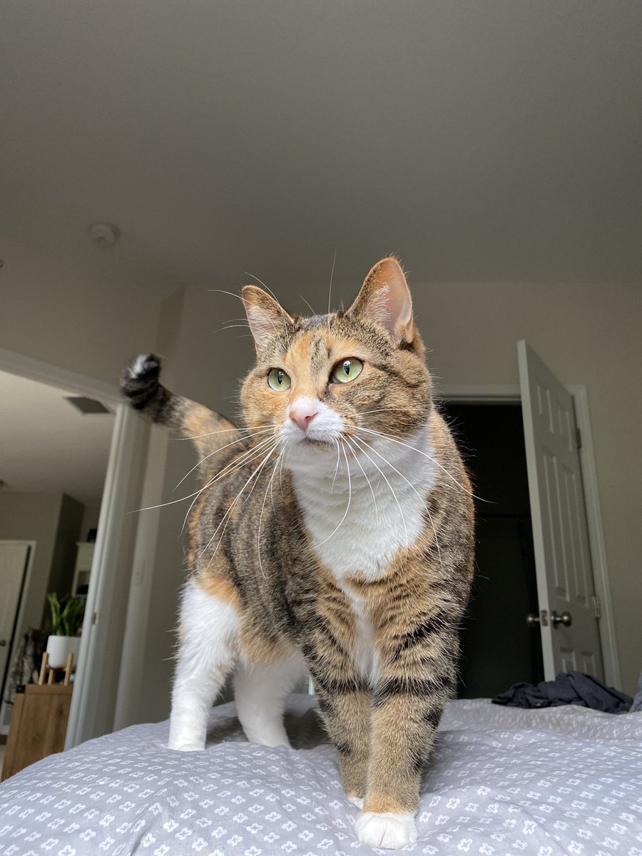 sydneyclouse3's tweet image. Cat content that nobody asked for