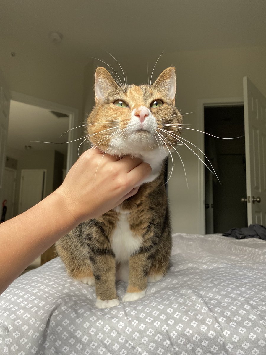 sydneyclouse3's tweet image. Cat content that nobody asked for