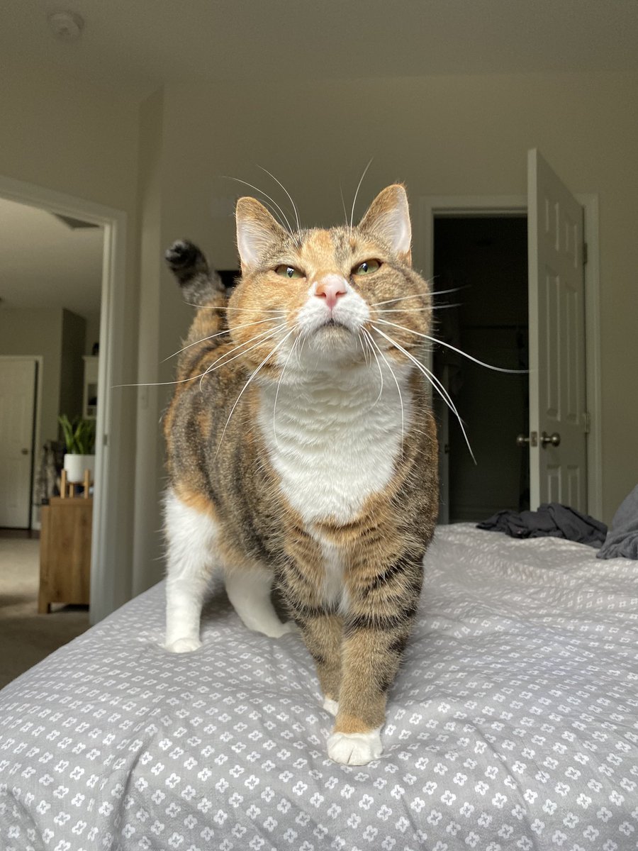 sydneyclouse3's tweet image. Cat content that nobody asked for