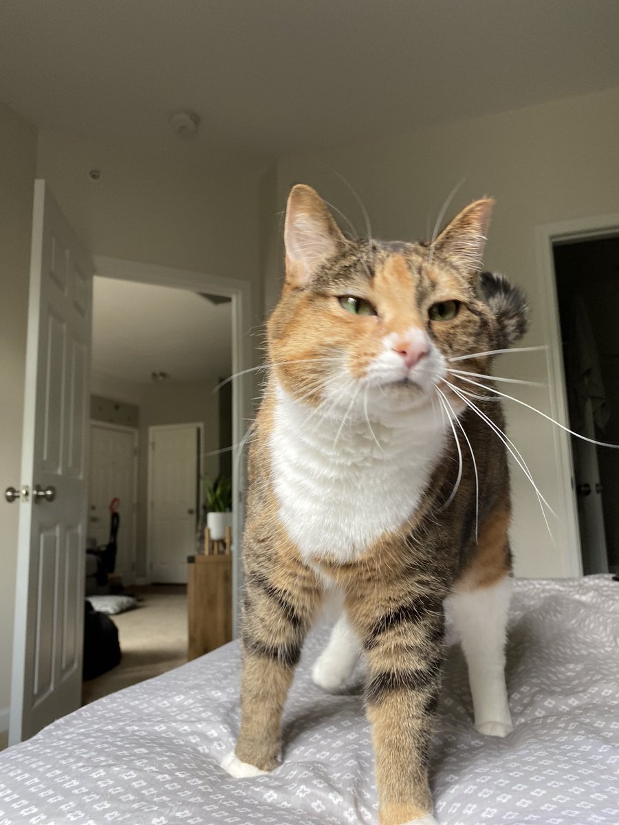 sydneyclouse3's tweet image. Cat content that nobody asked for