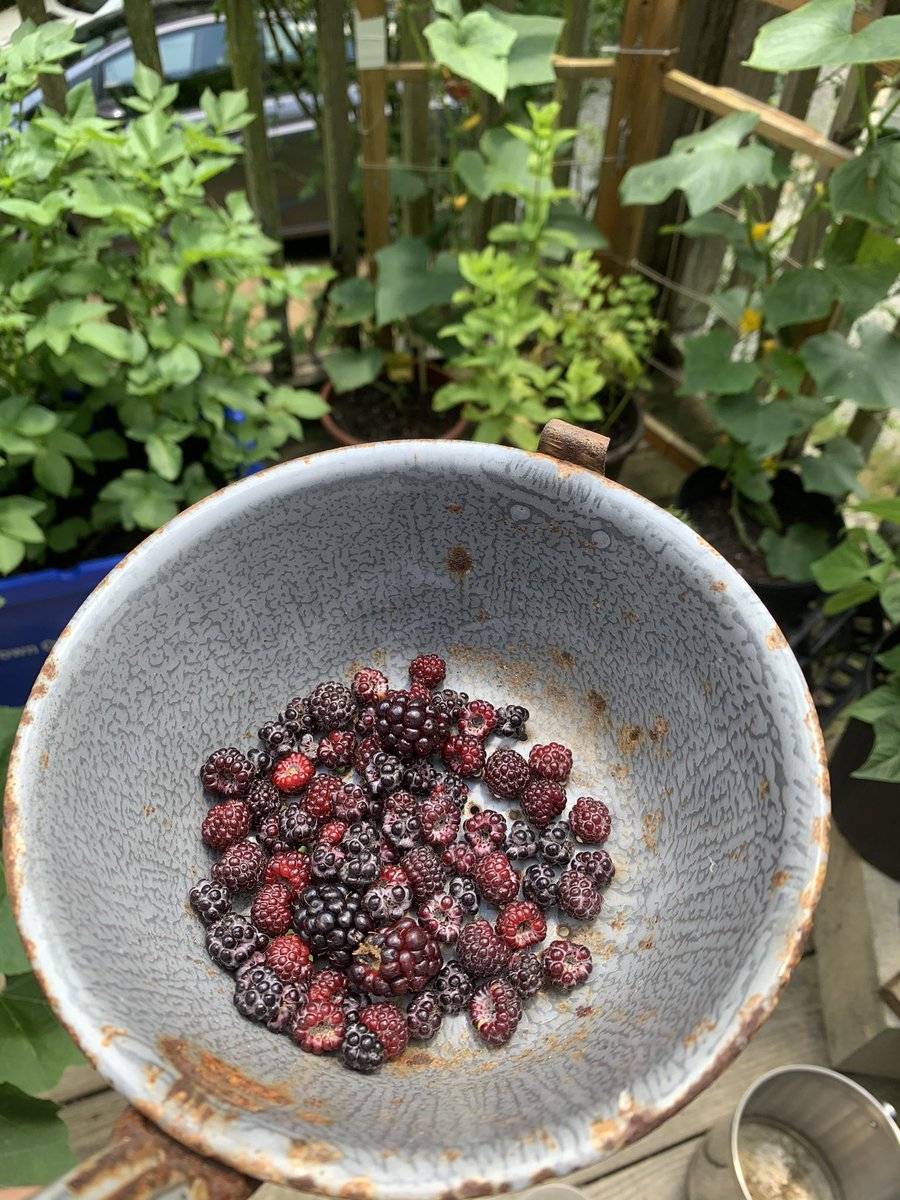 this is my lovely lower garden! I built this myself and I’m really proud of it! v lucky that is also bordered by blackberry bushes - the last pic is from 2 weeks ago so she’s really growing for me 