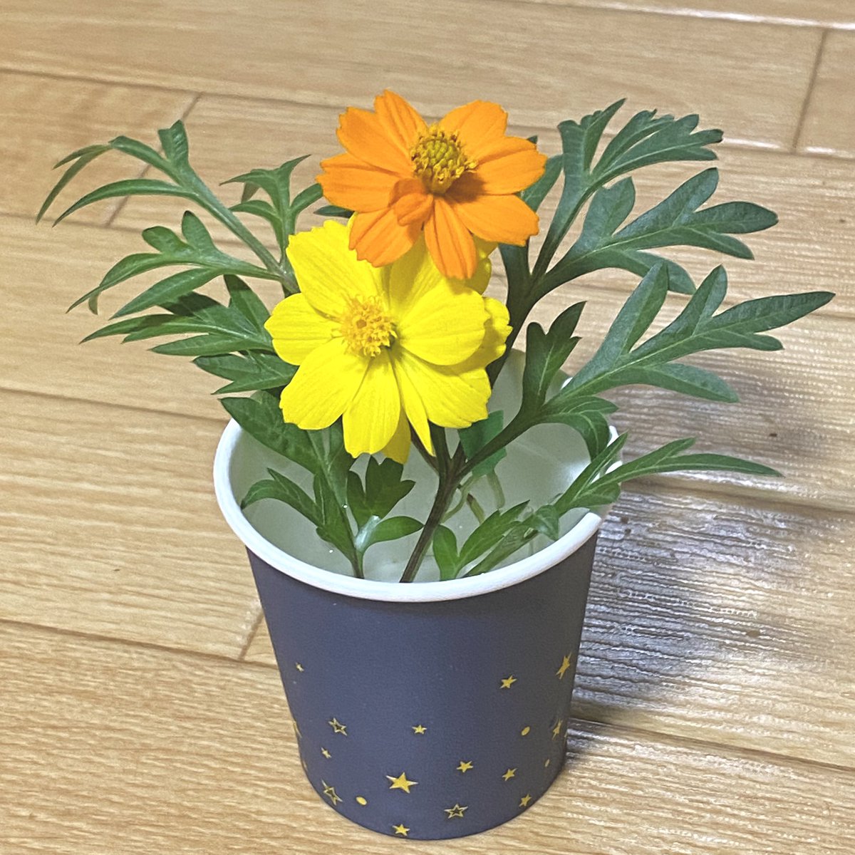 めーくす インコ コスモスさん 二株めはオレンジでした ヾ ノ この感じ 最初のはサニーゴールドじゃなくてサニーイエローで 次のはサニーオレンジなのかも まんまだな でもまた他の株 葉っぱはキバナコスモス系だけど蕾が変な形 ノ めーくす インコ コスモスさん 二株めはオレンジでした ヾ ノ この感じ 最初のはサニーゴールドじゃなくてサニーイエローで 次のはサニーオレンジなのかも まんまだな でもまた他の株 葉っぱはキバナコスモス系だけど蕾が変な形 ノ