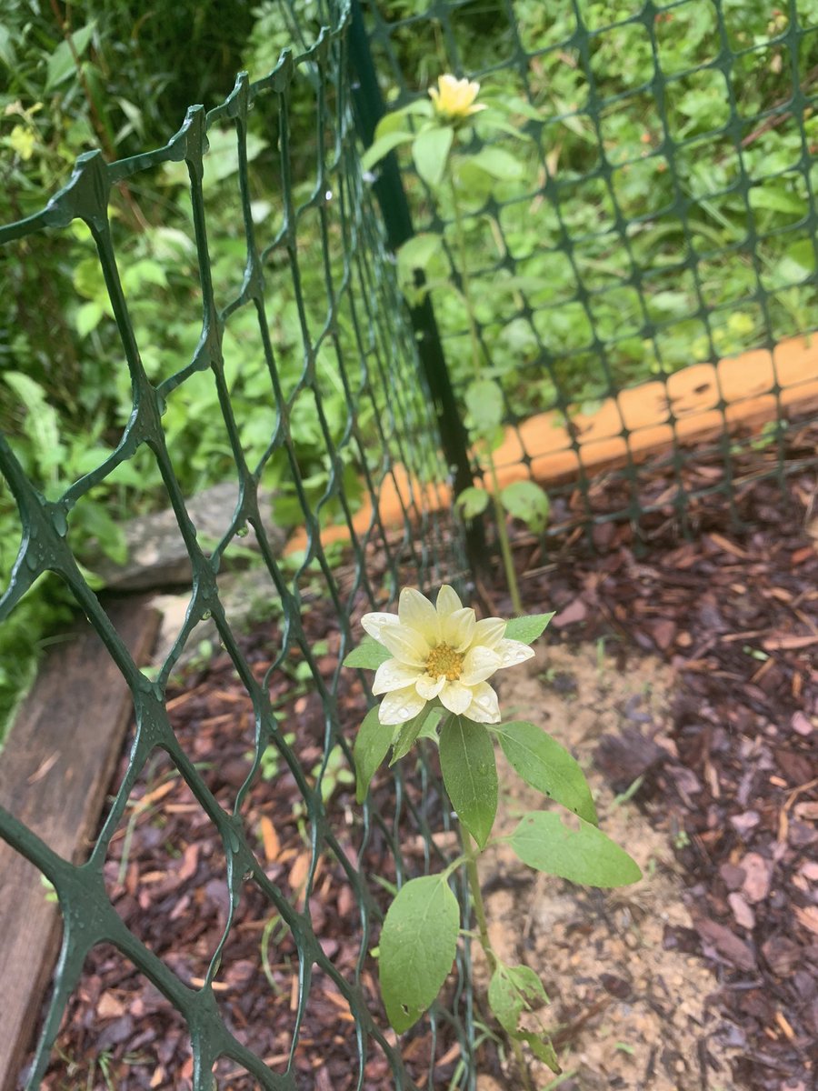 :))) - I didn’t think these would grow well because they were root bound when I transplanted them - 3/5 made it! - sunflowers can grow like 6 ft tall but these white ones are probably only 2 feet - I planted red ones in my flower garden for my mom - I’ll take pics when they open!