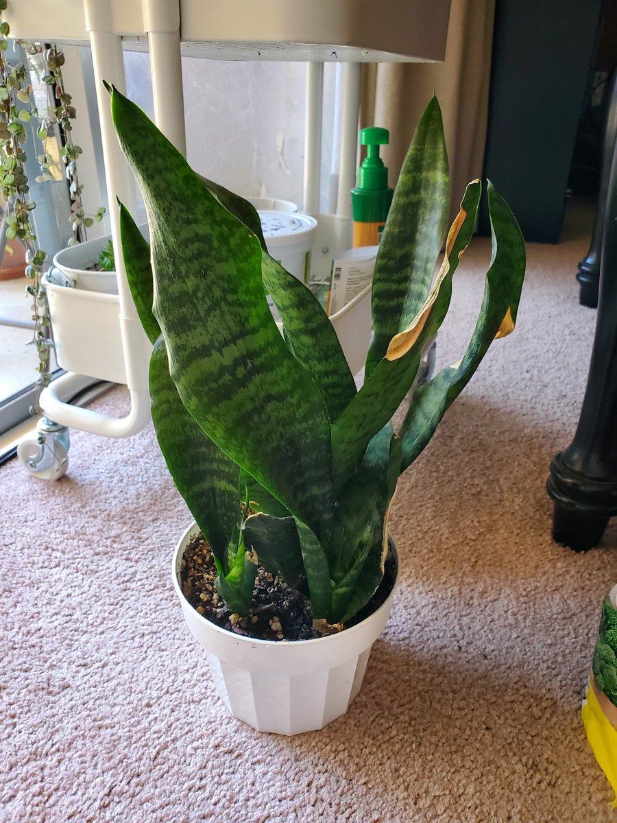Sansevieria aka snake plantsthese plants are so cute! they really liven up a space, and add a nice touch of greenery to a room. they don't need much water, and can tolerate low light. (i forgot to water mine for 3 months and it's still alive)