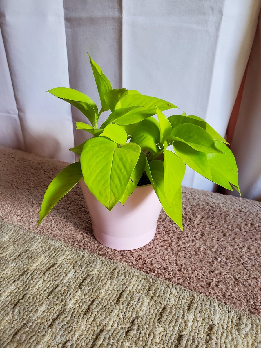 pothos!these are by far my favorite on this list, they're so pretty but require very minimal care. they are, however, susceptible to pests such as mealybugs or scale, so be careful!!