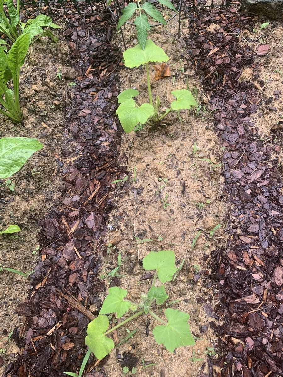 down here in this garden I have kale, chard, black krim toms, potatoes, yellow squash, and ... SUNFLOWERS (next tweet!) - I think some bitch ass slugs ate my kale but if they were hungry I guess that’s okay - my chard looks GOODT!