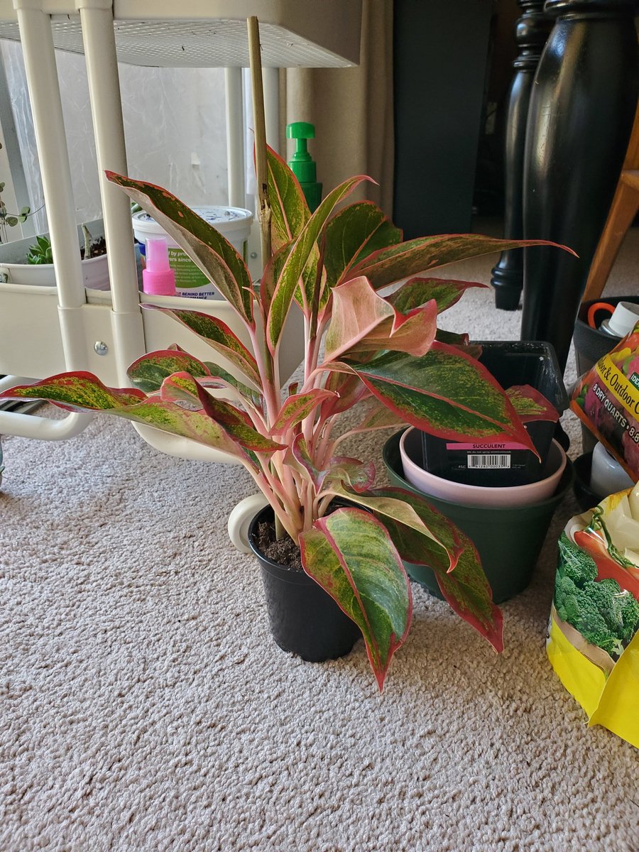 agloanema commutatum aka Chinese evergreen!these plants are slow growers, and they can tolerate pretty much any indoor conditions. they tolerate low light/fluorescent light, making them perfect desk or table plants. keep them away from any drafts (heating/ac, open window, etc)!