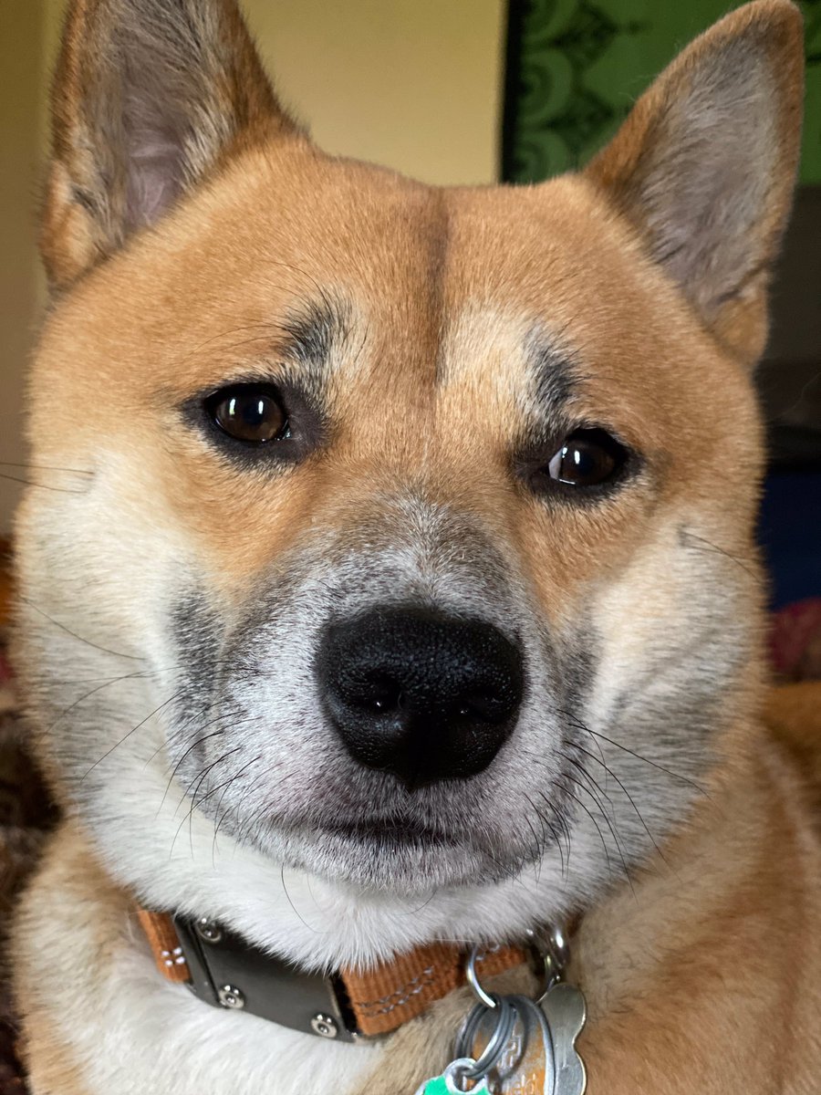 SmileyGnome's tweet photo. $Doge pump is reel https://t.co/6o5e6p5FAL