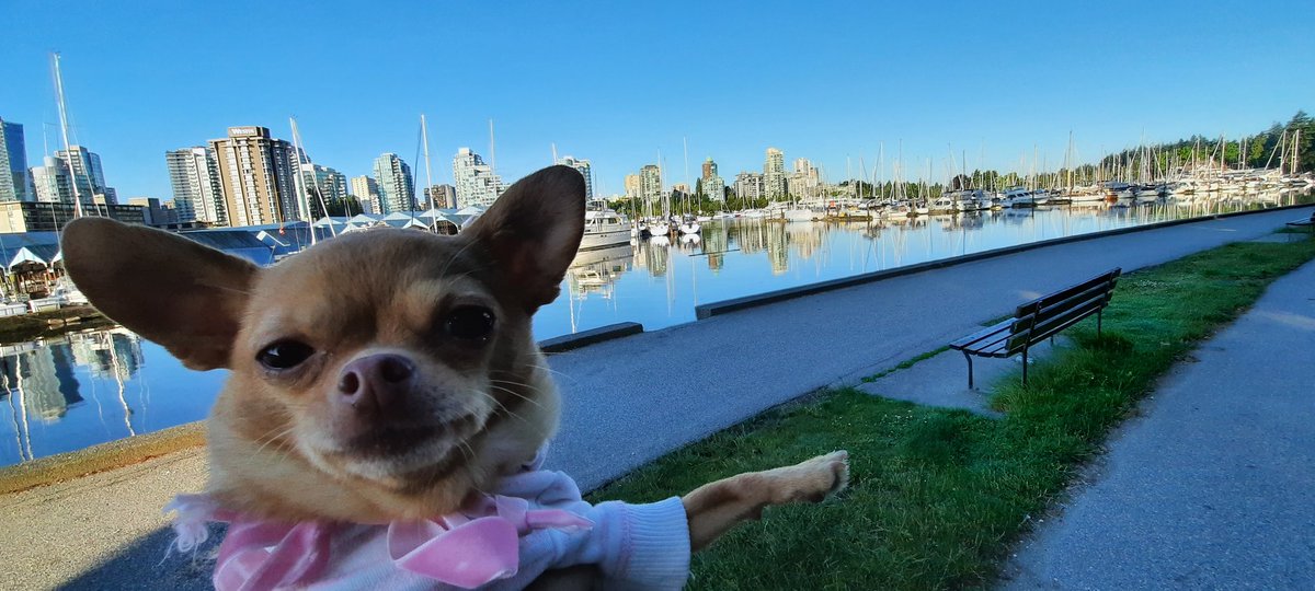 4evaPups's tweet photo. "It's this way to go home...I think." #4EVAPUPS #minka #StanleyPark #Vancouver #cutedogs #chihuahua #dogsofinstagram #dogsoftwitter https://t.co/rJz4xSB9gO