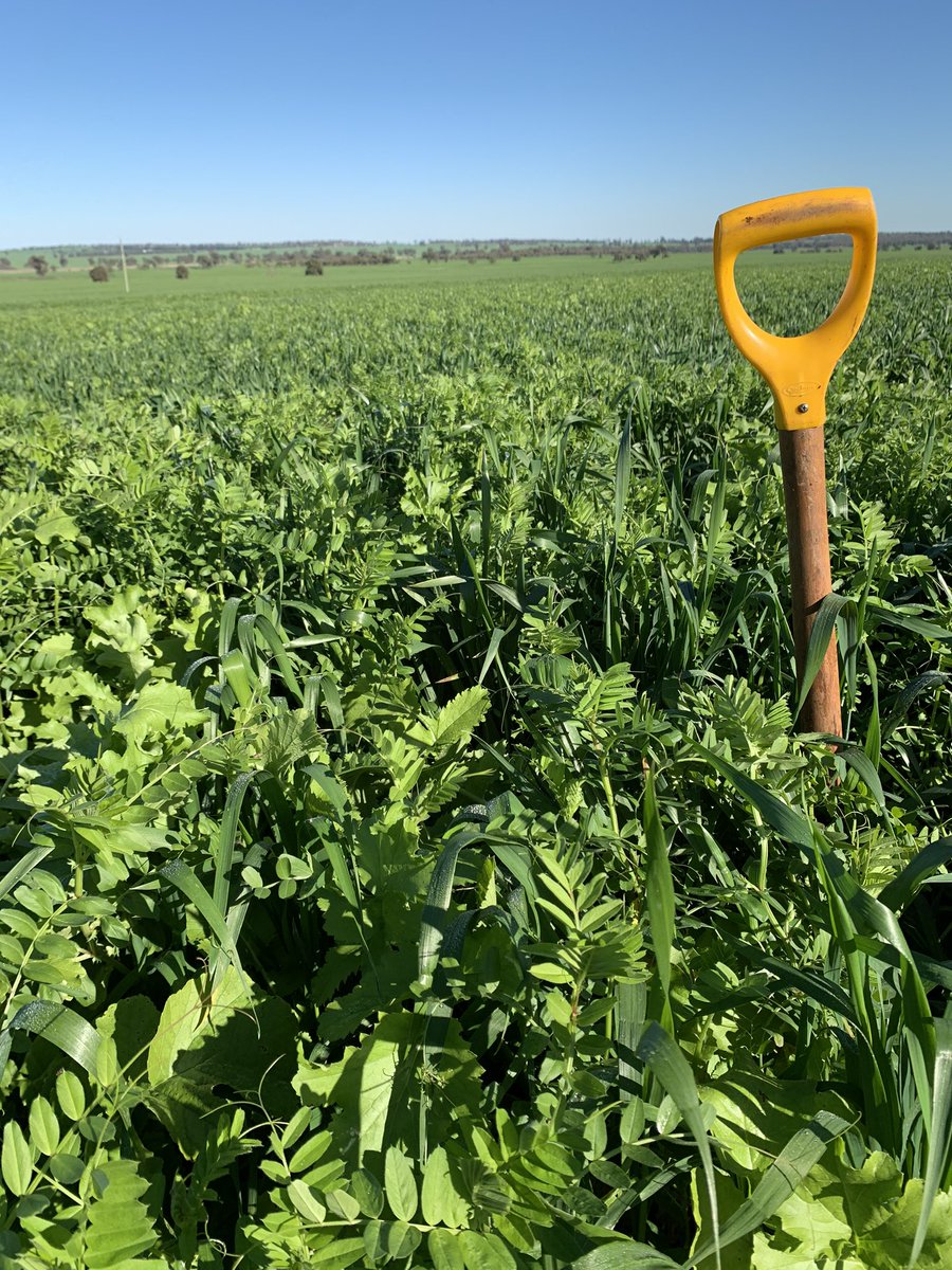 Grassroots Agronomy tweet media