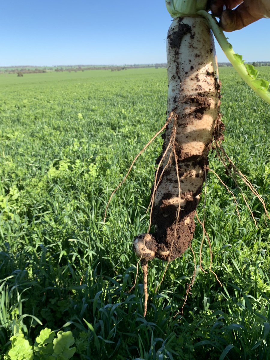 Grassroots Agronomy tweet media