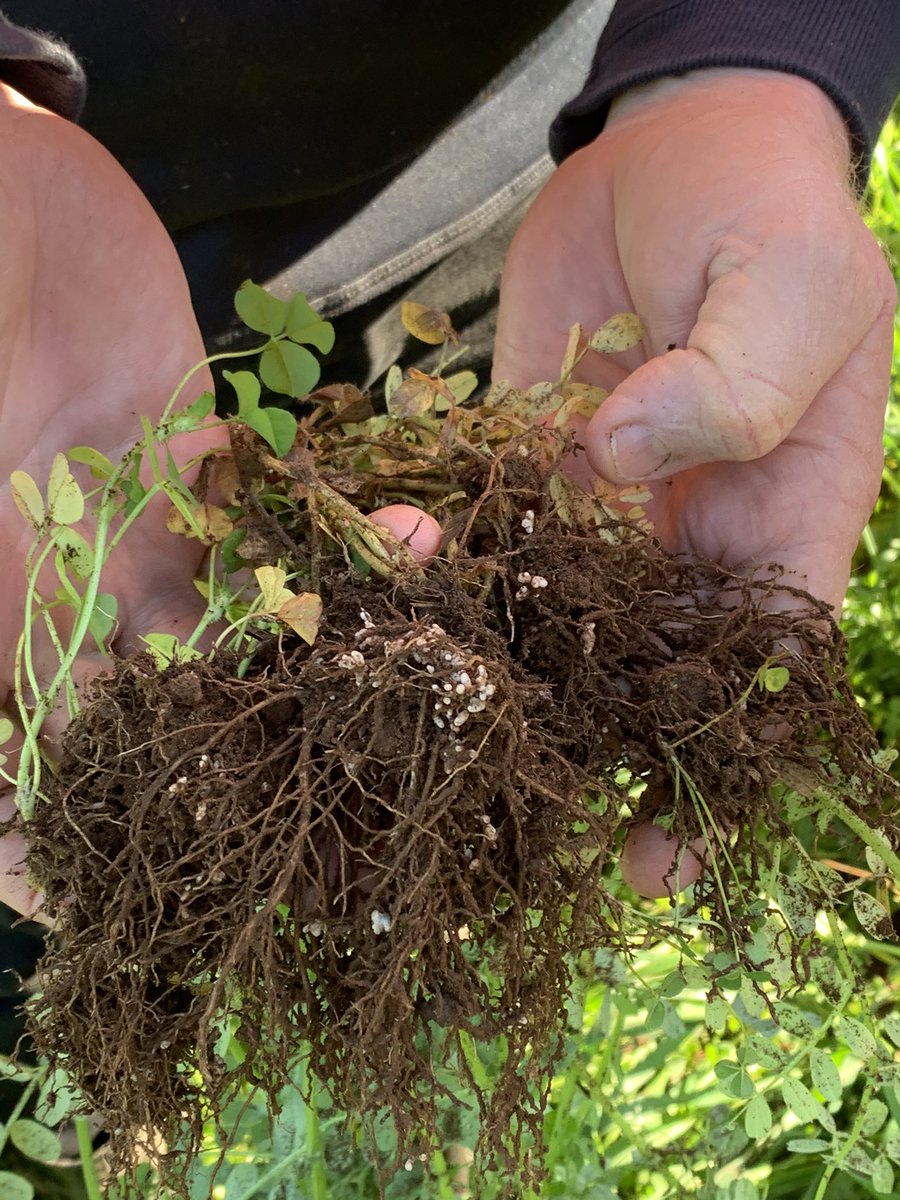 Grassroots Agronomy tweet media