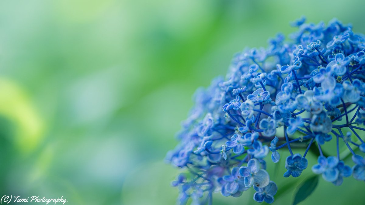 MiyawakiTami's tweet photo. おたふくあじさい
*
Location:としまえん、練馬区 東京都。
Date:2020-07-02
Camera:Sony α7iii
Lens:FE 135mm F1.8 GM
#ドリーミーフォト
#135g
#135mm単焦点レンズを広めようじゃない会 https://t.co/9WAN5IR3D8