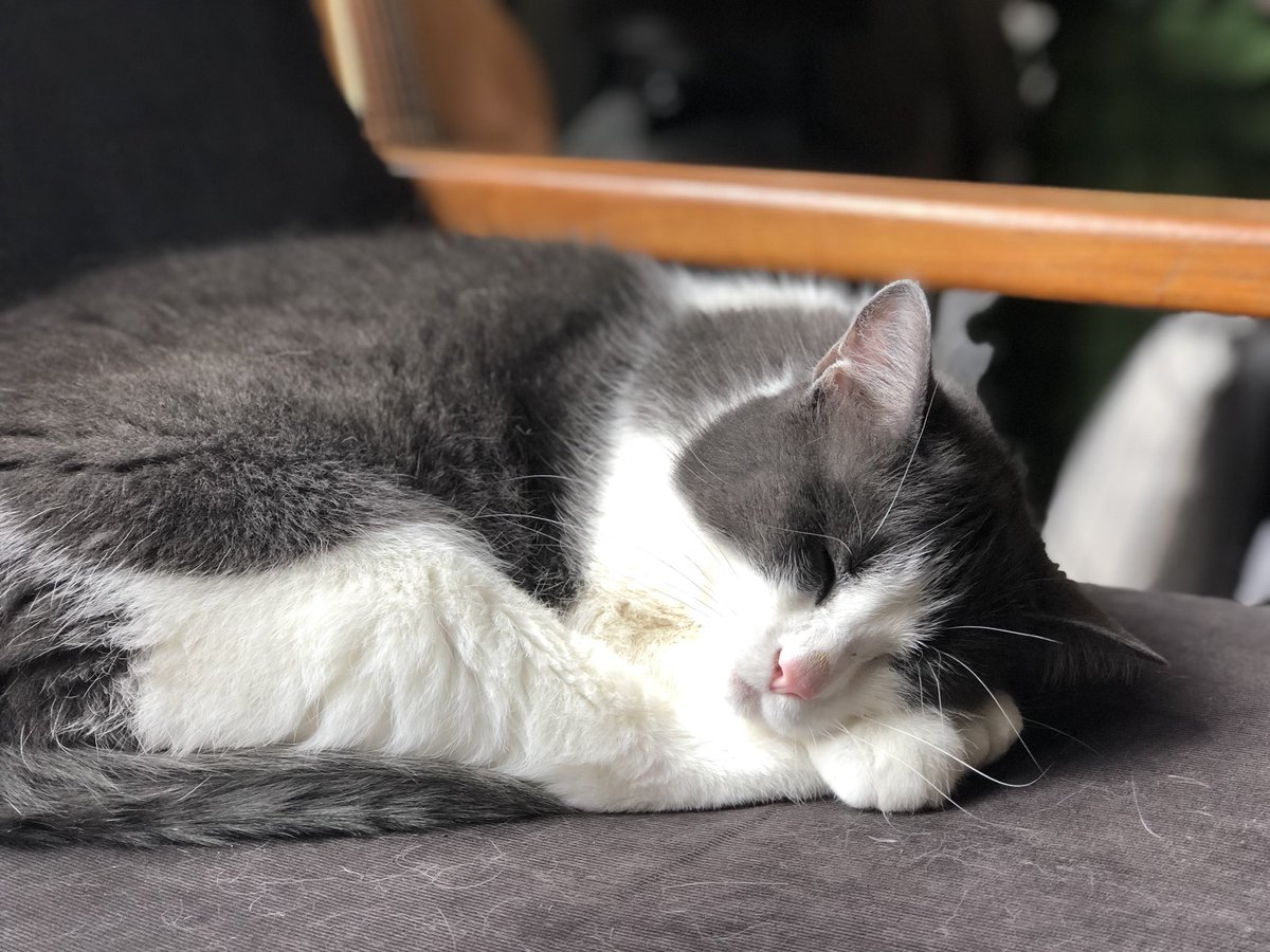 CaptainKillmer's tweet photo. @CuteCatOnline https://t.co/8a4y72tmEA