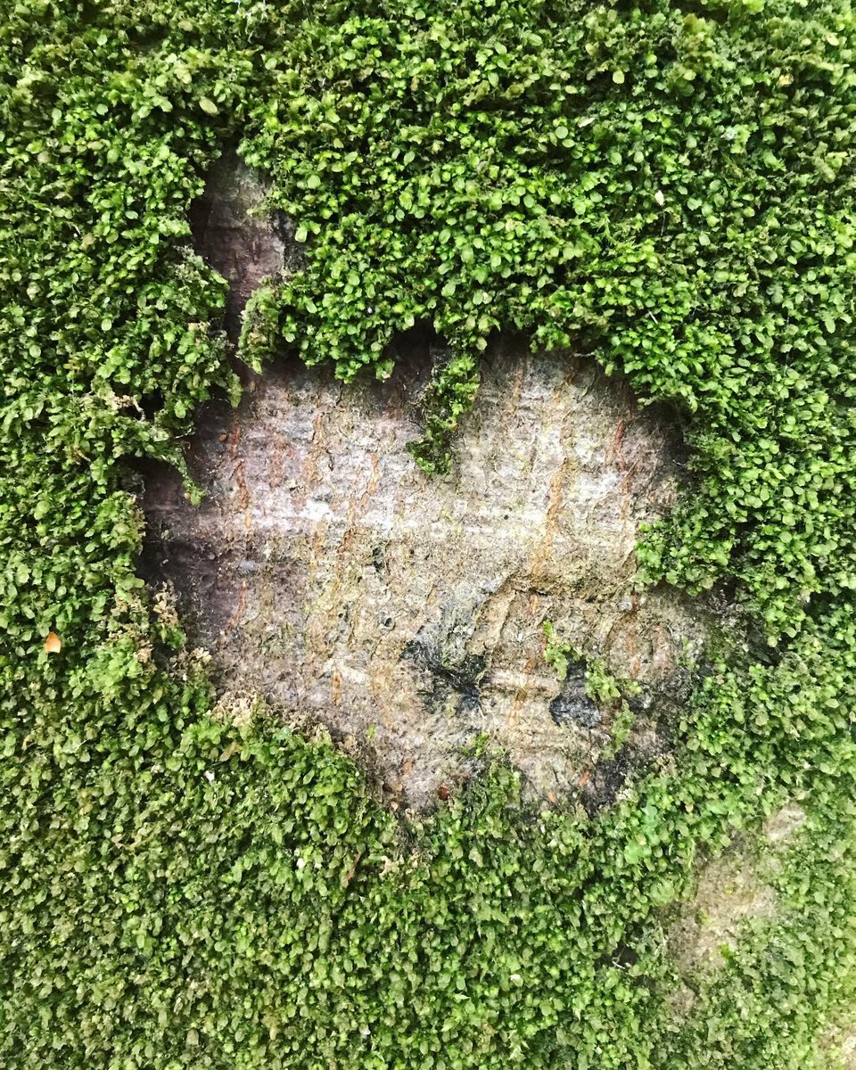 annettecreative's tweet photo. Some photos taken through #lockdown on a special walk together #inthewoods #texturehuntergatherer #lookaround #trees #greennature #wellbeing #breathe #relax #togetheroutside https://t.co/0GSl9CU26P