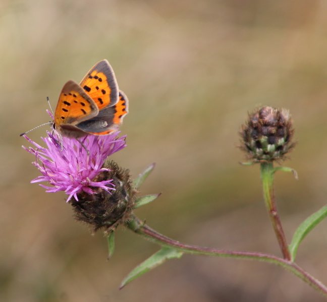 landscape717's tweet photo. #NationalMeadowsDay #RanmoreCommon #butterfly #extravaganza-19 species incl:#MarbledWhite #SmallCopper #LargeSkipper #PurpleEmporer #Komma #RedAdmiral #Peaock #GateKeeper #MeadowBrown #Ringlets #SilverWashedFritillary #DarkGreenFritillery #PurpleEmporer–good land management pays! https://t.co/kQGlPaM21d