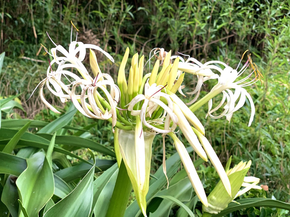 浜木綿の花 浜木綿の花
