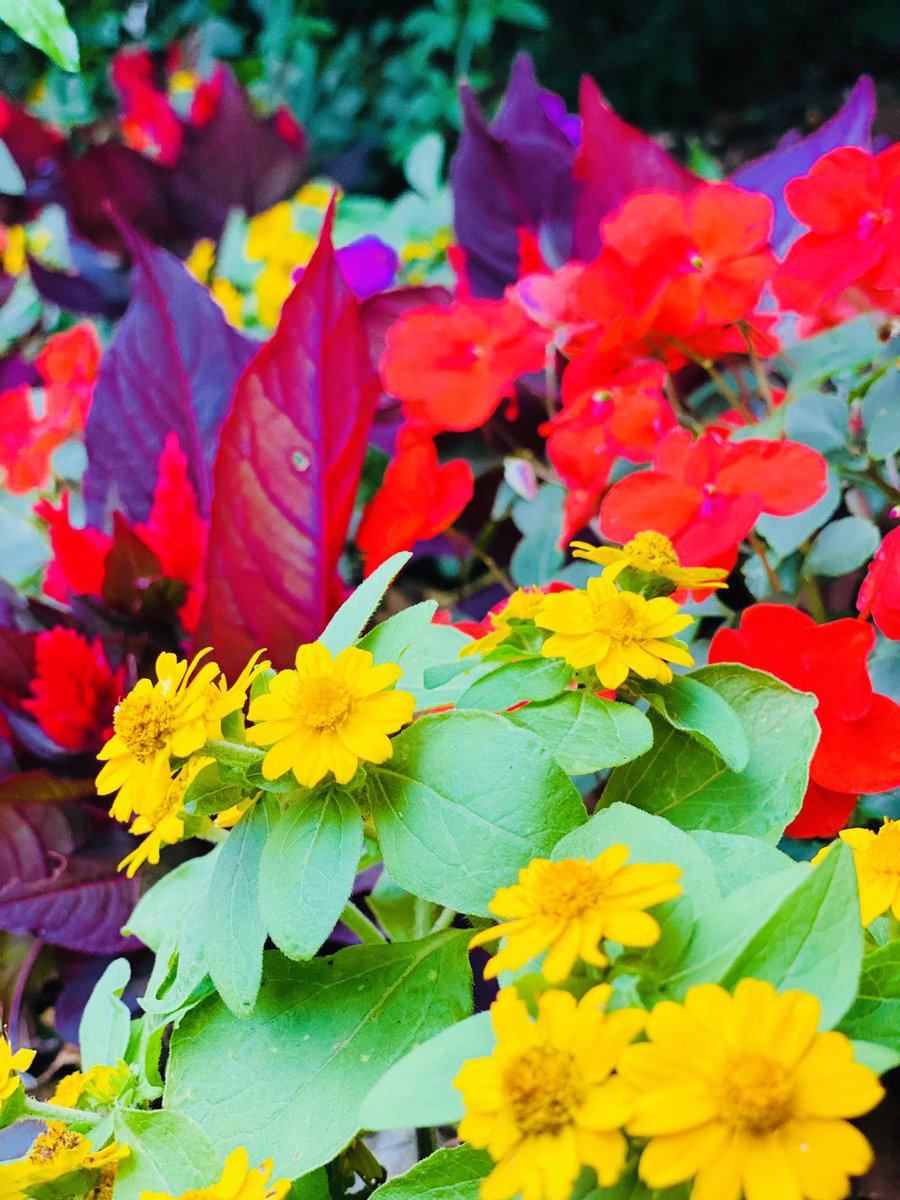 元気いっぱい原色使いがカラフルなラグジュアリークッション😉
滑らかな手触りで虜に🤤

7/11（土）7/12（日）恵比寿で展示販売会❣️海外旅行気分で遊びに来て下さい🥰
シンプルな手書ロゴエコバッグとアーティスティックバッグも🤗

harak.shop

#トルコ雑貨 
#インテリア
#クッション