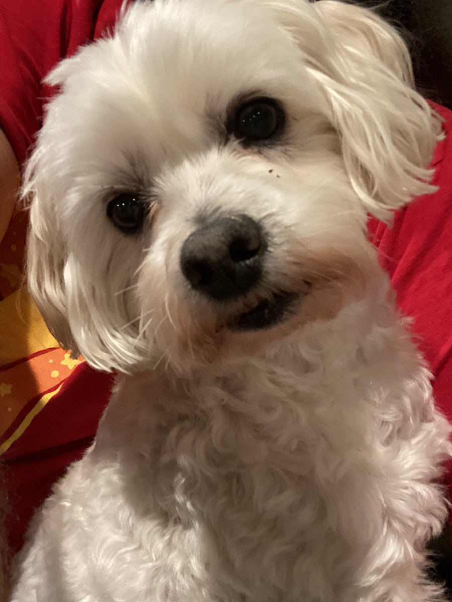 Jirard The Completionist tweet media