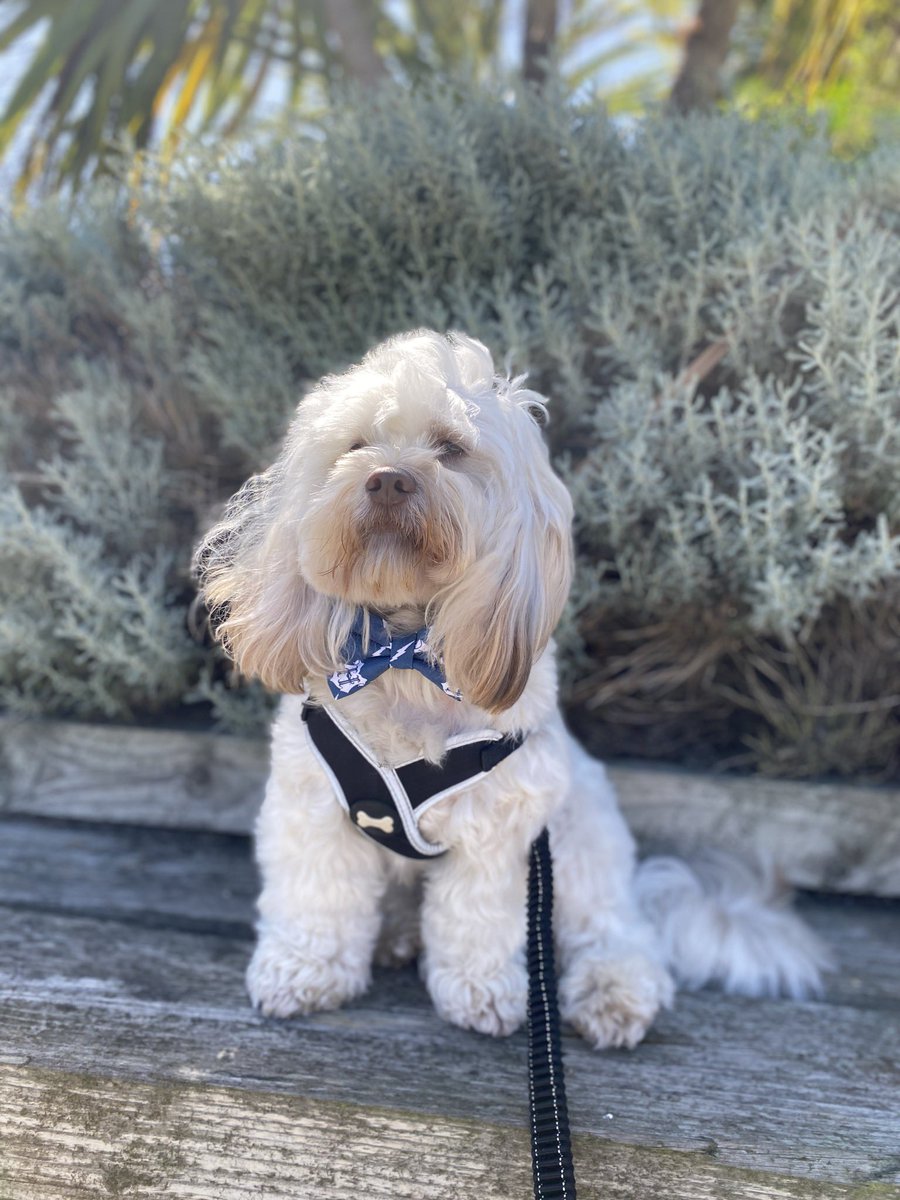 benji_the_best_'s tweet photo. I love the camera too much !📸🐶  
#model #dog #dogmodel #DogsofTwittter #modeldogs https://t.co/V4V5FnIXmP