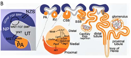 ASPNeph's tweet photo. Bioenergetic Evolution Explains Prevalence of Low Nephron Number at Birth: Risk Factor for #CKD https://t.co/LN1jasAdzW @ASNKidney360 #openaccess https://t.co/Oz1enYB4Xr