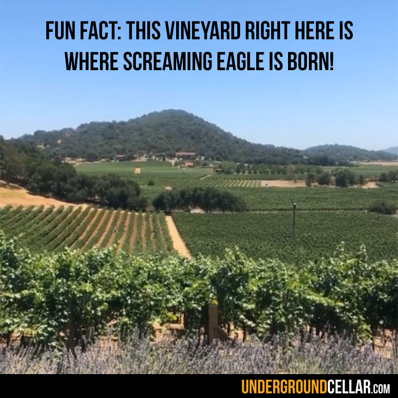 UCellar's tweet photo. A little surprise #WayBackWednesday action from our Wine Expert, Angelina! Just think of how many future bottles bottles of Screaming Eagle are in this shot! No really - any guesses?
.
.
.
.
.
#wine #grapes #screamingeagle #futurewine https://t.co/6y6NgpN4Fa