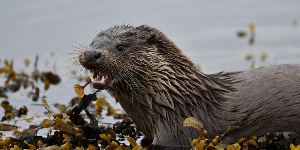Mammal_Society's tweet photo. Found in freshwater habitats, #otters also exploit marine habitats, for their high food supply. They still need fresh water to clean salt from their fur though! This photo by Sam Llewelleyn was Highly Commended in #mpoy2020
#midweekmammal
@WildOtterTrust @Otter_Project @IOSF https://t.co/chWclElZtL