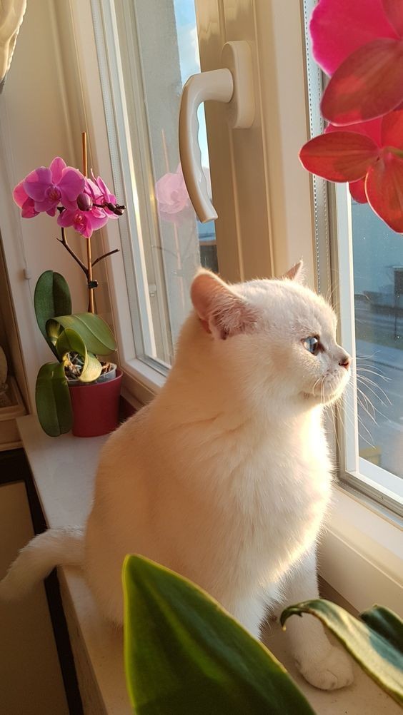 gatitos_qctd's tweet photo. https://t.co/3KOlfWEs57