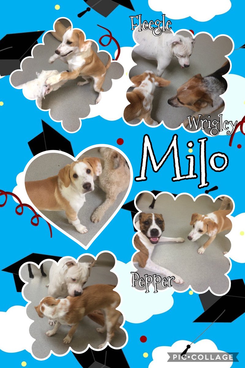 kninesocialclub's tweet photo. Milo is growing up so fast &amp; graduated to the “big dog” playroom!
@mccoodavis @kathyireland @randallfetcho @SamirAlsaraf @SusanBryenton @LitchfieldFund @AlsarafMaggie8 @Stylejulieanne @timeoutchicago @tailsmagazines @chicagodogs @wisebeautyqueen https://t.co/dEb5dRqpJn