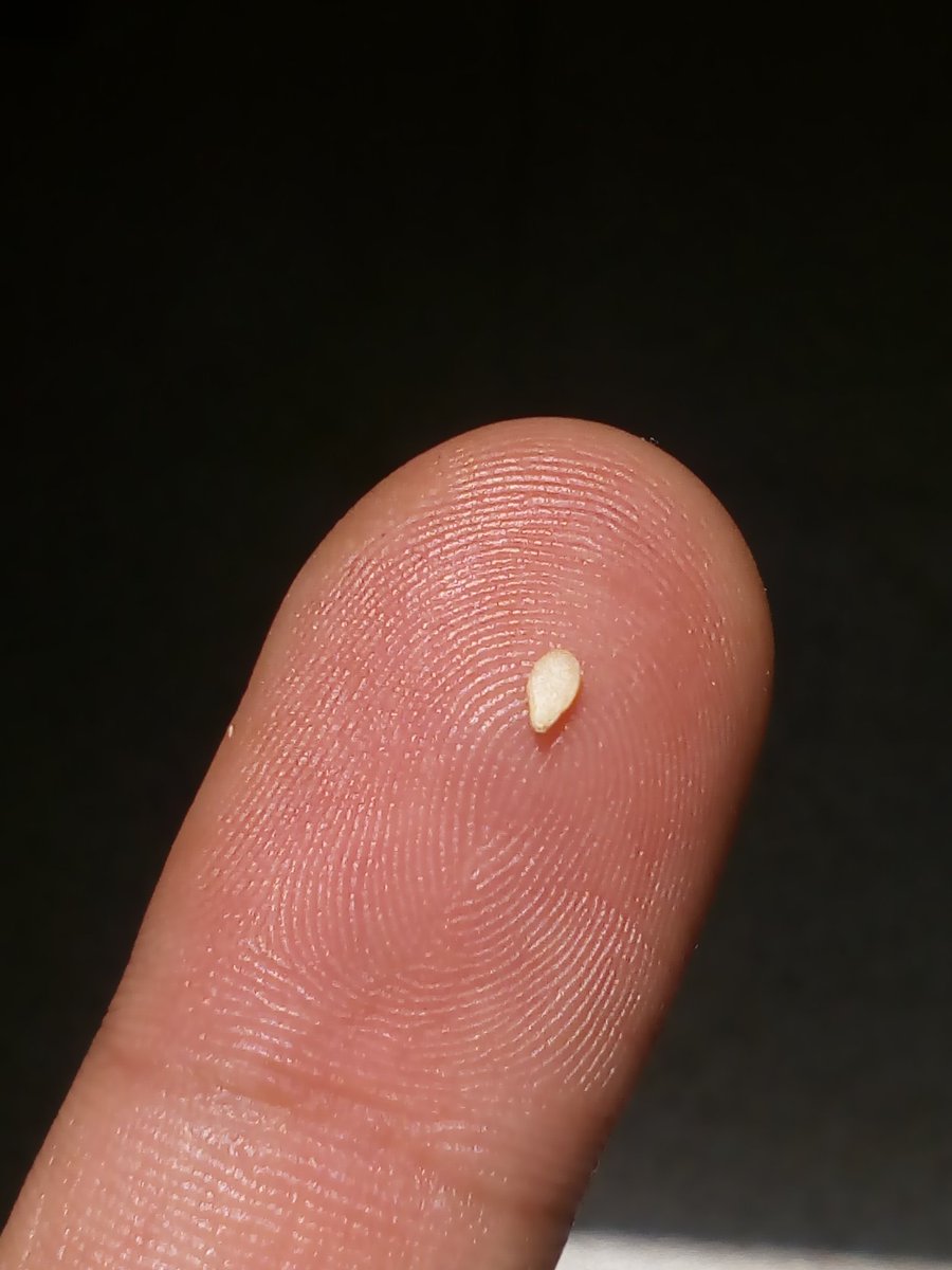 Axel_Arroyo's tweet photo. "Menos es más"... Puro #Omega3 y #Omega6.
Deja ya las #estatinas para "controlar" el #Colesterol. Equilibra su producción de manera natural, con #ajonjolí en el desayuno en #lechadas, en la tarde como condimentos y en ensaladas.
¡Haz #Trofoterapia!
https://t.co/JH3RQi7uxP https://t.co/lBidI9cw7i