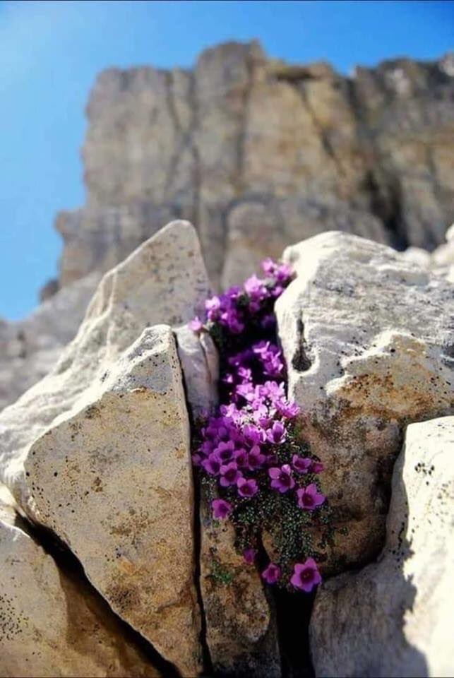 KedkarE's tweet photo. Ji hev hez bikin
Ji hevalên xwe hez bikin
Ji gelê xwe hez bikin
Ji netewa xwe hez bikin
Ji welatê xwe hez bikin
Ji mirovahiyê hez bikin
Ji xwezayê hez bikin
Ji kedê kedkaran hez bikin
Ji xweşikahiyê rastiyê rindiyê hez bikin
Ji SOSYALİZMÊ hez bikin
Ji hezkirinê hez bikin
Hezbikin https://t.co/A9cLeJnC1D