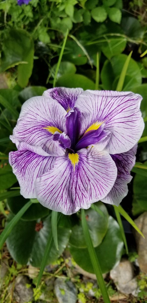 naturesweb1's tweet photo. Happiest of birthdays to my same day birthday buddy. 🎉🎂🌱🌸💜   @HortErotica @kimy5469 https://t.co/Qhk6AmWmjT