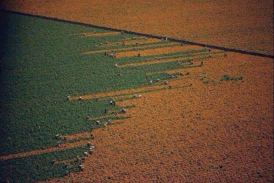 BeAcevedoTachna's tweet photo. De esas imágenes históricas: 

Un campo cambia de naranja a verde cuando los recolectores recogen flores de Cempasúchil en Los Mochis, México. 1967. 

#preciosura #sinaloa #LosMochis https://t.co/Pin7APkyXJ