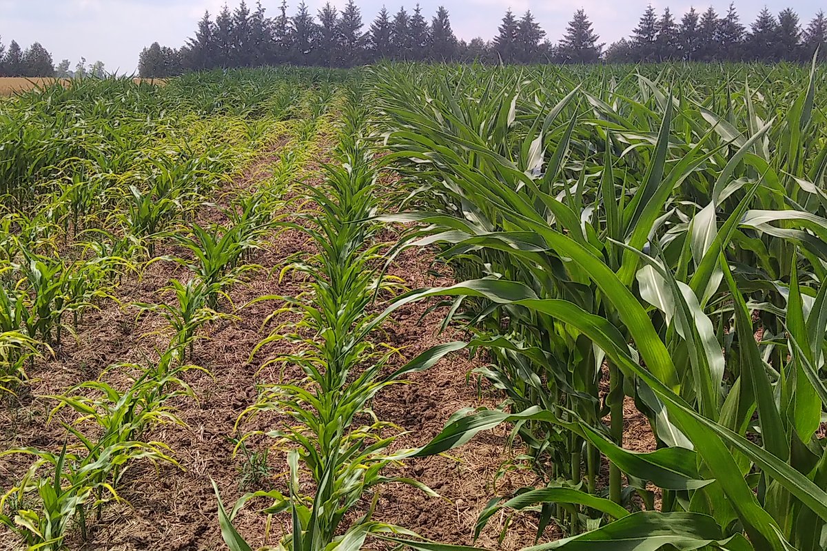 WheatPete's tweet photo. Who woulda thought it? Corn needs potash even more than soys! And wheat almost no response. K soil test 55, very low. Elora long term PK trials. https://t.co/2wqsSZ1Lox