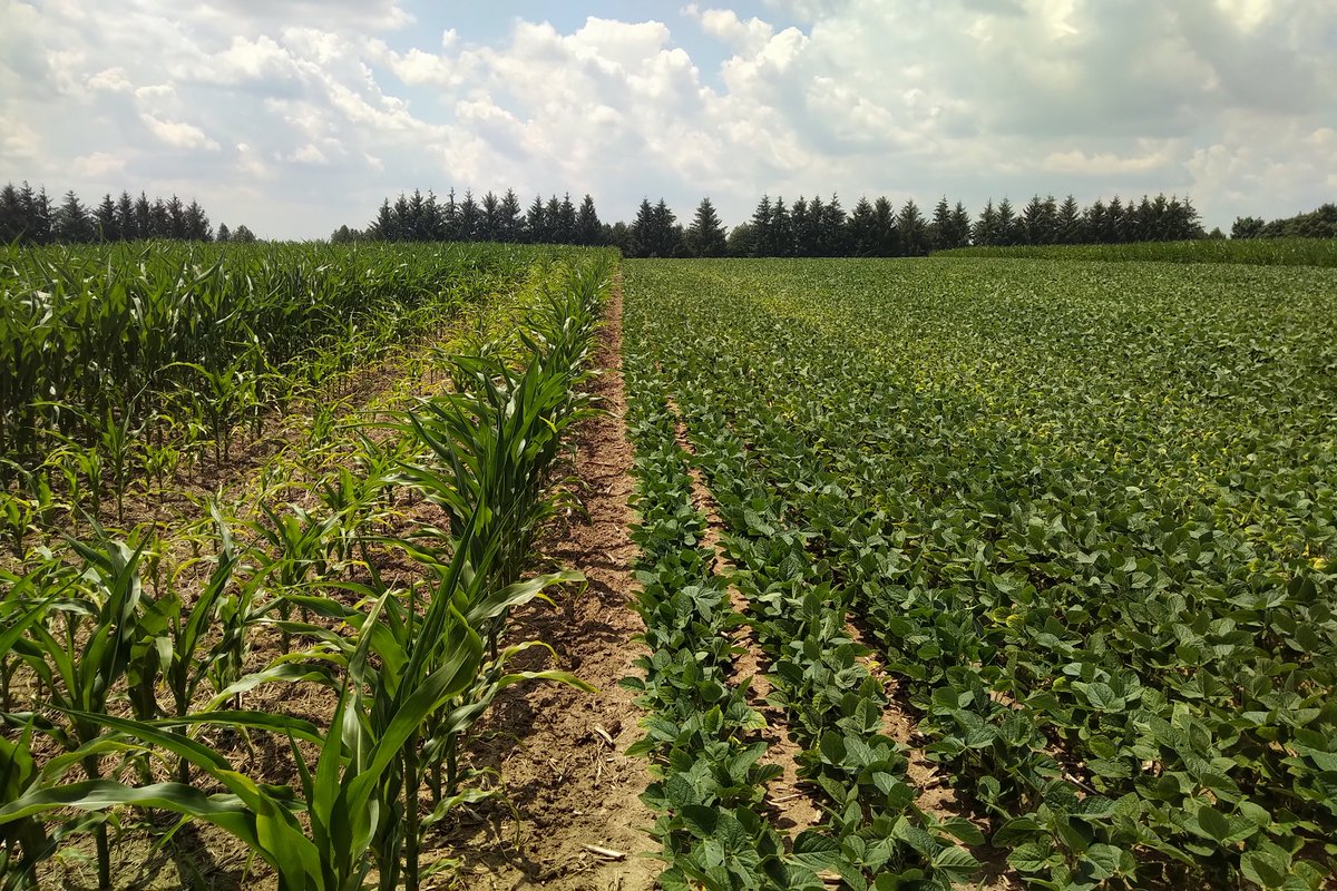 WheatPete's tweet photo. Who woulda thought it? Corn needs potash even more than soys! And wheat almost no response. K soil test 55, very low. Elora long term PK trials. https://t.co/2wqsSZ1Lox