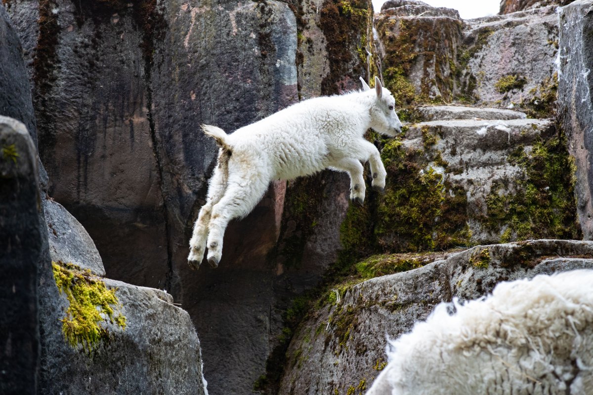 woodlandparkzoo's tweet photo. How to float your goat. Join us for Virtual Jungle Party—purchase amazing animal experiences and zoo adventures that benefit your zoo. Luna approves: https://t.co/5jTaiDv4Xa
Thank you for joining us to save species #JungleParty #ThisIsHowWeZoo #FloatYourGoat https://t.co/AUELZ3Pd4q