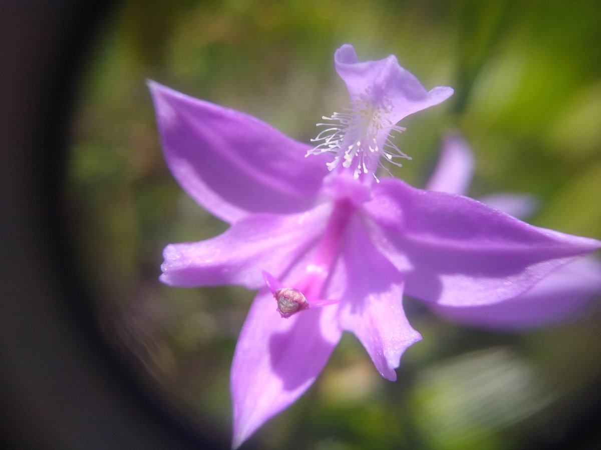 NewEngBotanical's tweet photo. Our Instagram friend @schornonthecob just sent us these photos from his #newenglandbotany explorations this summer! Calopogon tuberosus in rare white form, and the more common pink form. Also the only New England orchid to have NON-resupinate flowers! #NEBC https://t.co/1yx5eZ94c7