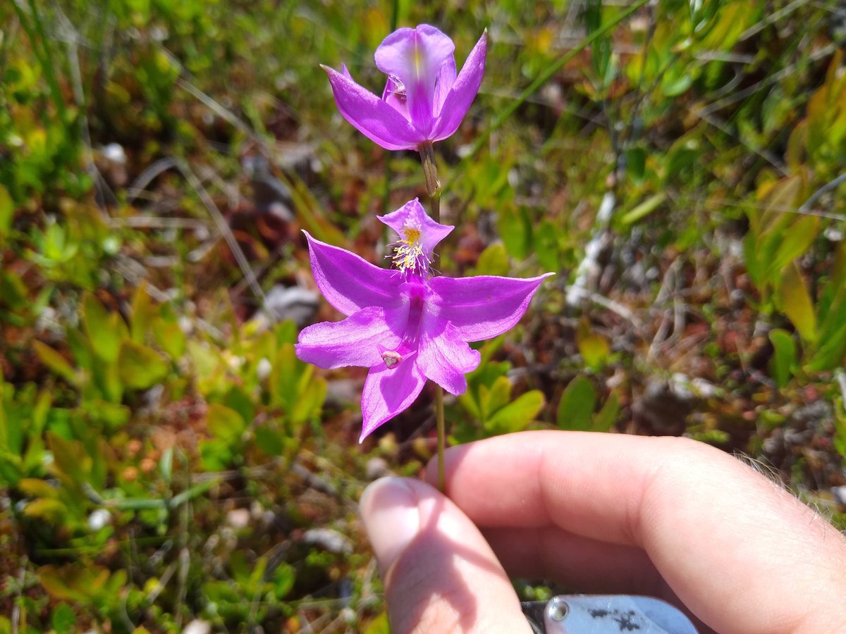 NewEngBotanical's tweet photo. Our Instagram friend @schornonthecob just sent us these photos from his #newenglandbotany explorations this summer! Calopogon tuberosus in rare white form, and the more common pink form. Also the only New England orchid to have NON-resupinate flowers! #NEBC https://t.co/1yx5eZ94c7