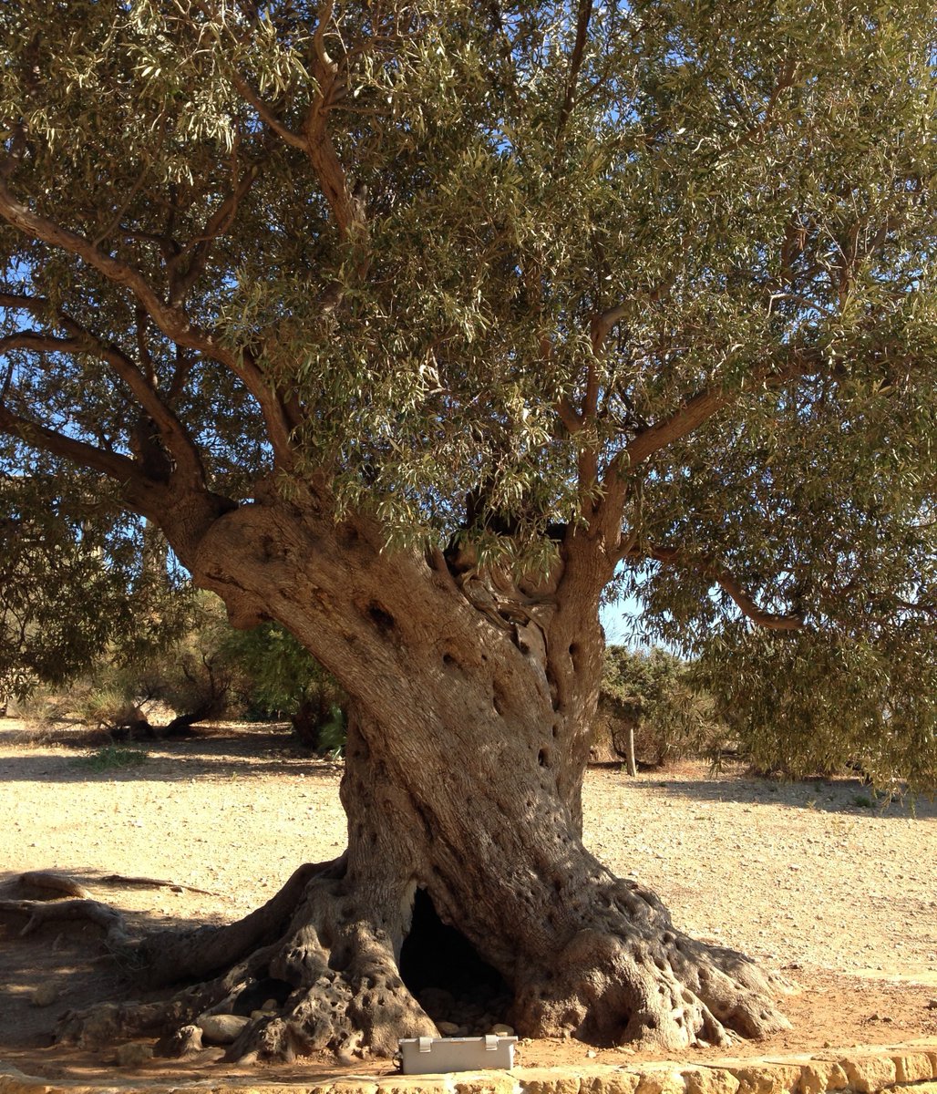 PatriziaDuella's tweet photo. #olivetree #hundredyears #italianland #italianlandscape 🇮🇹#nature #nature_italy #italiandays #italianholidays #italianvacation #visititaly #italiabella #bellaitalia #travelcommunity #travelblog #traveleurope #travelitaly #budgettravel #travelagency #travelagent #followme https://t.co/IxBRWD6ElH