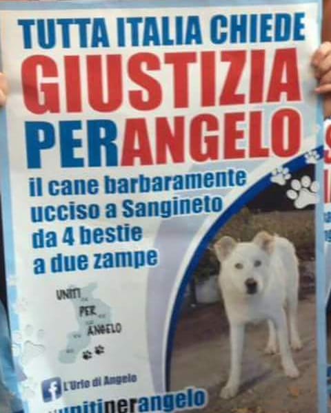 di_altre's tweet photo. Se non avete dimenticato, continuate a lottare per loro.
Che non hanno voce.

#Angelo
#ionondimentico
#DDL #PERILLI 
#stopabuseanimals
#Pilu #Moro #Snoopy #Ricky #Birillo #MauroSaccodiossa 
#pertutti https://t.co/L3xM343gZi