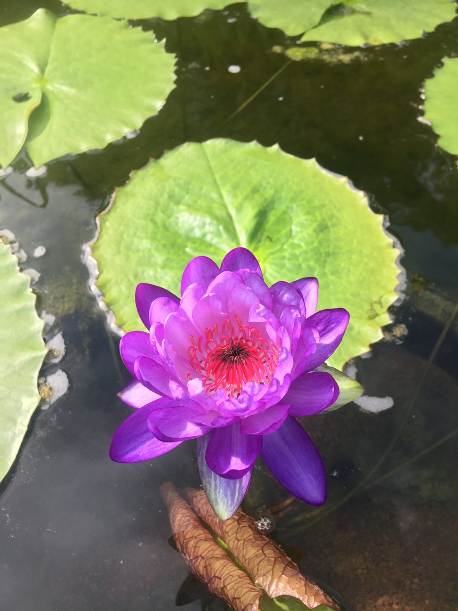 brettjestrow's tweet photo. More flowering lilies in the Victoria Pool, this is our first flowering of the intersubgeneric hybrid Nymphaea immutabilis x colorata. Large because of the Australian parent, curious for the red stamens—-
@FairchildGarden @ChadHusby https://t.co/Pt6cm6ALTe