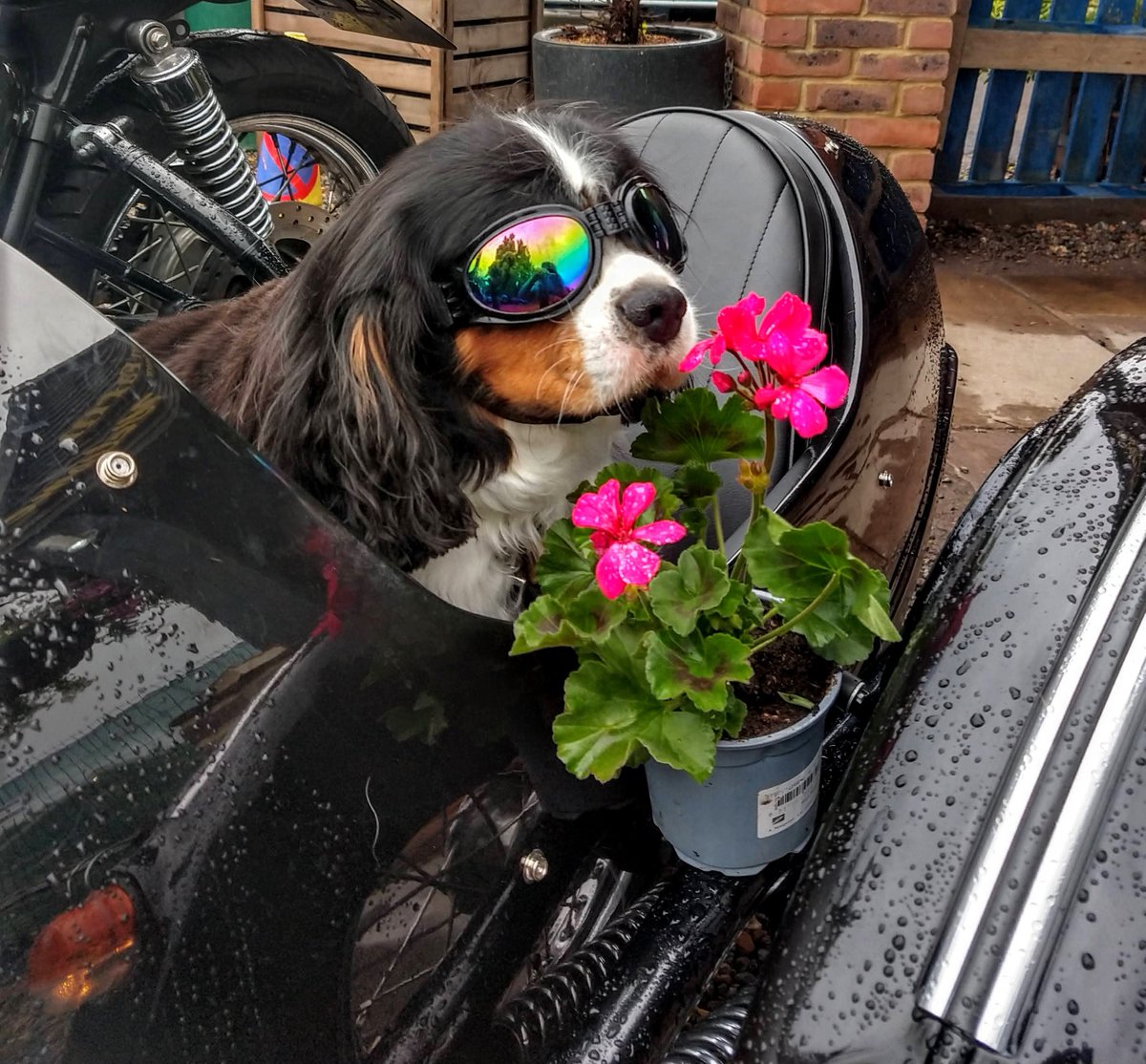 GillBall2's tweet photo. I'm thoroughly enjoying being a member of the team as Planteria Designer & Coordinator at #courtfarmgardencenter #worcesterpark We have the best customers #sidecardog #motorbikewithsidecar checking out our #pelargoniums https://t.co/Y3ZMTUKPoA