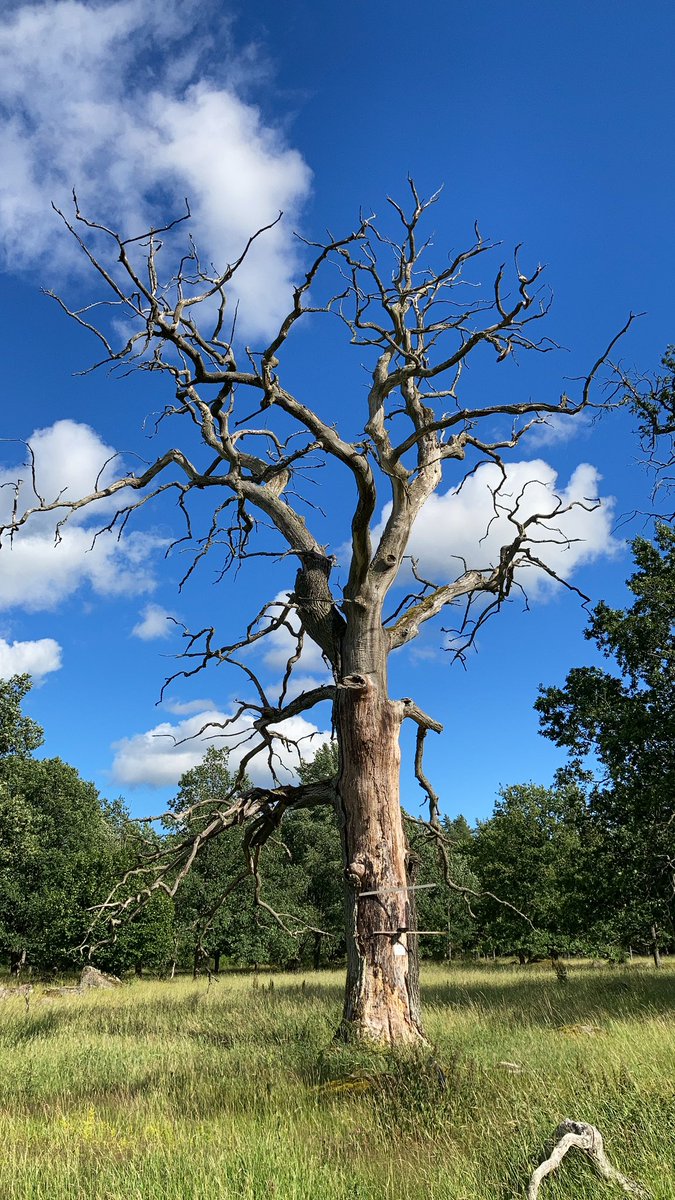 NicklasJansson3's tweet photo. Some of the nice oaks beeing studying this summer. To see how similar the species composition of saproxylic beetles (Wood dwelling) are between dead and allive old oaks (Quercus robur). #oaks #oldtree #ancientree #saproxylic https://t.co/EaFpjvwtHN