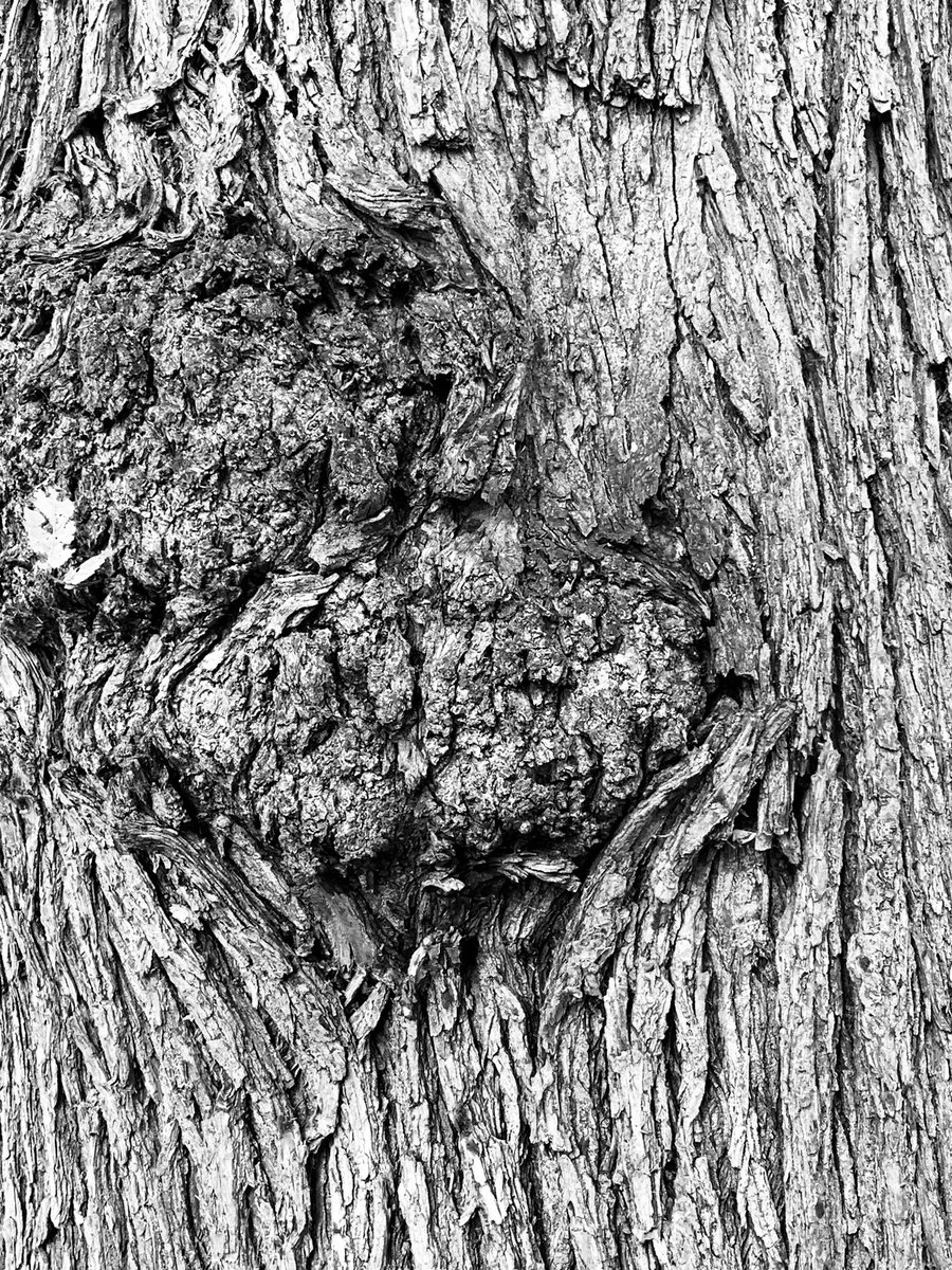 lucynorris1's tweet photo. Tree patterns of the Meadows
#themeadows #marchmont #treepatterns https://t.co/xS8Wt4Fl8W