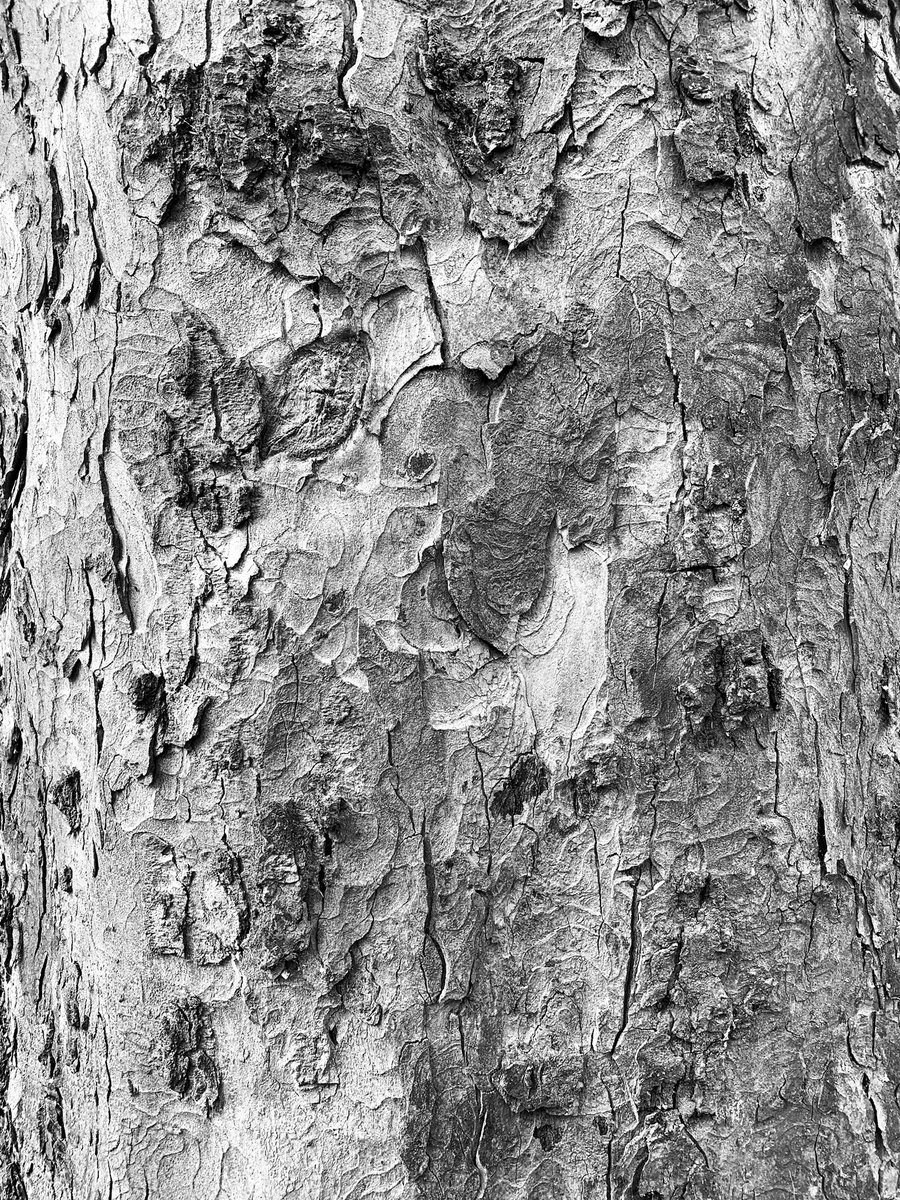 lucynorris1's tweet photo. Tree patterns of the Meadows
#themeadows #marchmont #treepatterns https://t.co/xS8Wt4Fl8W