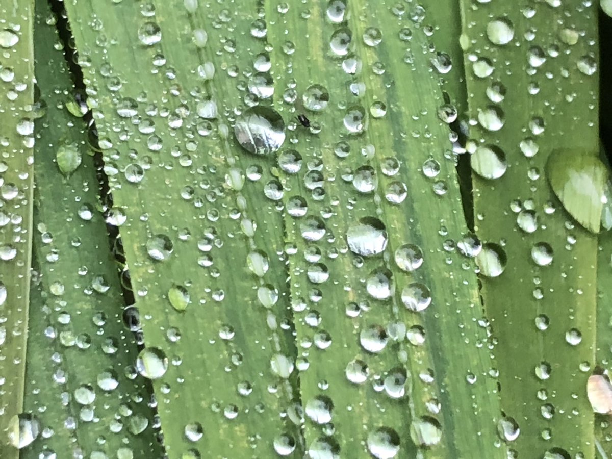 ⁦<a href="/BBCSpringwatch/">BBC Springwatch</a>⁩