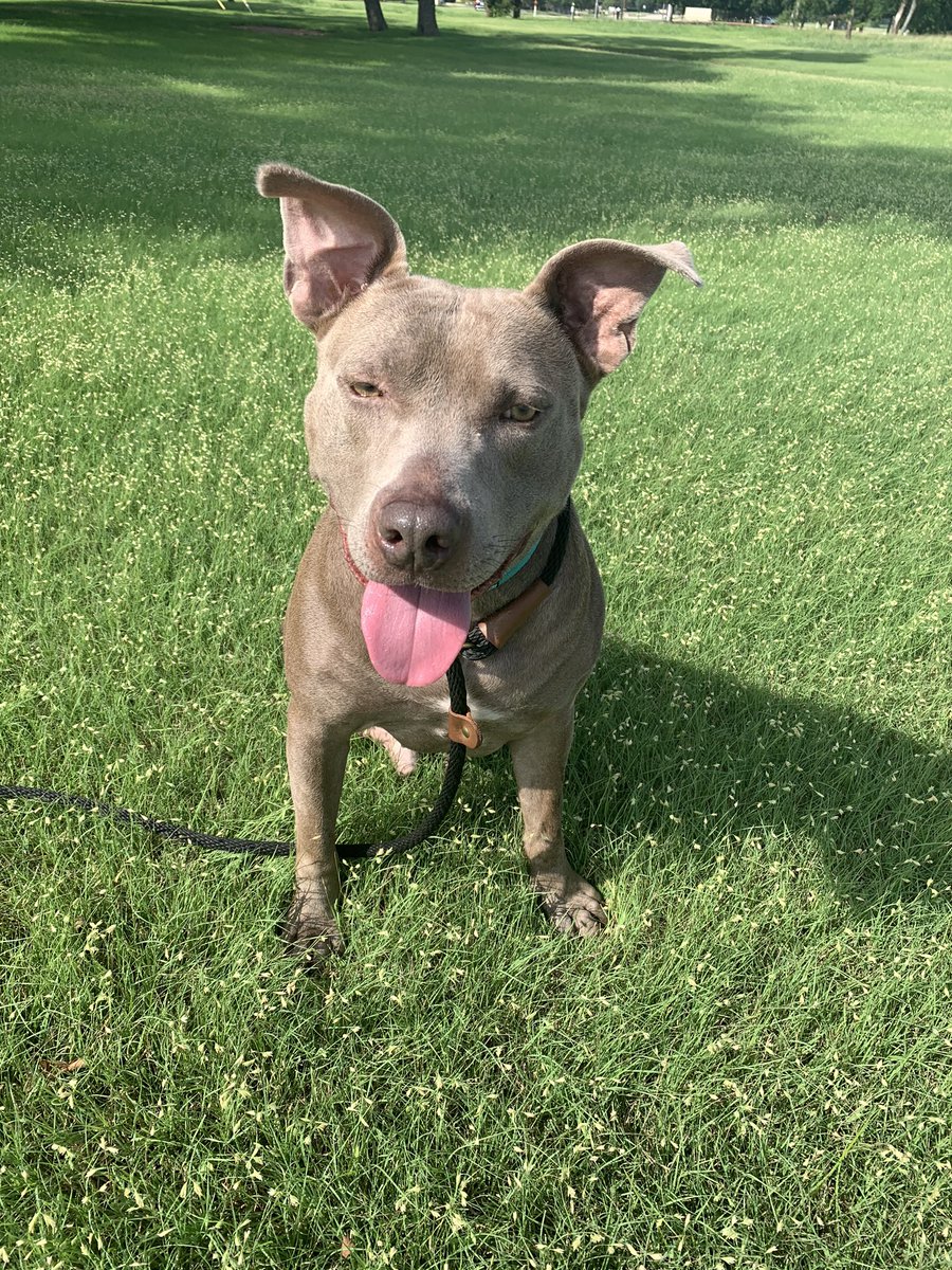 madddhenry's tweet photo. I’ve had my foster dog for almost a year with no potential adopters. Could ya’ll please share so maybe someone could give him his forever home? He’s a three legged bundle of joy that only wants cuddles and love! https://t.co/W30Upn94E0