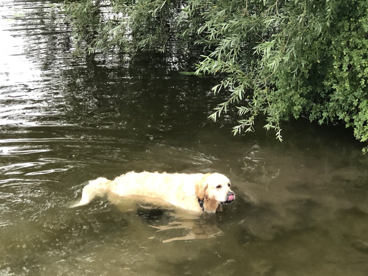 BashfordEthna's tweet photo. He did not want to come out of the water so I had to go in and get him. #onestubborndog😀 https://t.co/VrkbndSu2V